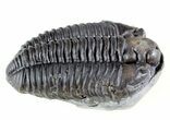 Calymene Niagarensis Trilobite - New York #46580-1